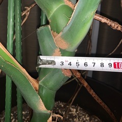 モンステラ 大型1株 2m越え 店舗などのインテリアに♪