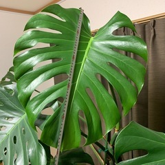 モンステラ　大型1株　２m越え　店舗などのインテリアに♪ モンステラ 大型1株 2m越え 店舗などのインテリアに♪ モンステラ 大型1株