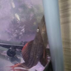 スーパースカーレットトリムプレコ