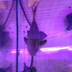 スーパースカーレットトリムプレコ