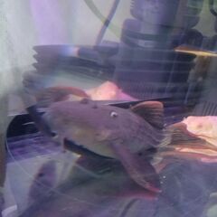 スーパースカーレットトリムプレコ