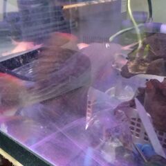 スーパースカーレットトリムプレコ