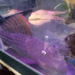 スーパースカーレットトリムプレコ