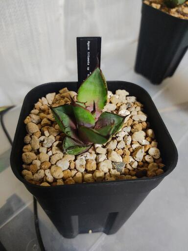 オリーブの木,た植物/観葉植物 シプレッシーノ『特大、綺麗な樹形。樹高約200㌢ 観葉植物 オリーブ 10号 チプレッシーノ エコストーンLight Gray