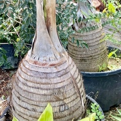 トックリヤシ 特大 貴重 2m以上