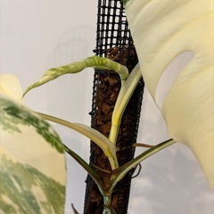 モンステラ　ボルシギアナ　ホワイトタイガー　観葉植物