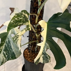 モンステラ　ボルシギアナ　ホワイトタイガー　観葉植物