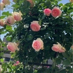 樹木の中古が安い！激安で譲ります・無料であげます｜ジモティー 