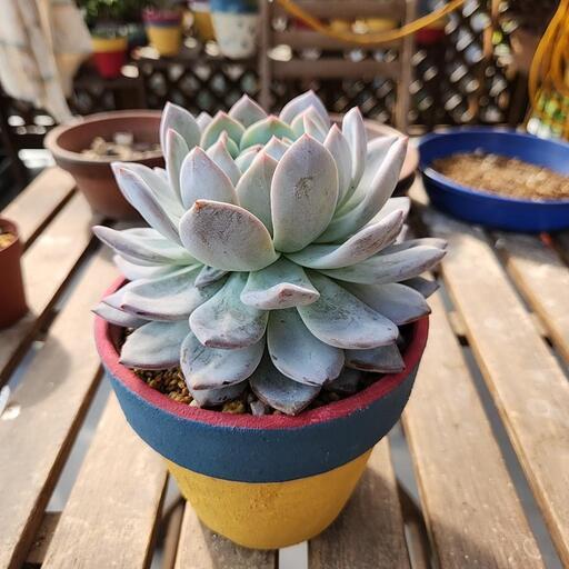 (お話し中)多肉植物　ラウリンゼ　大株