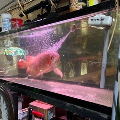 アクリル水槽5mmクリア、赤髪。 156909371_th.jpg?