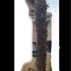 シュロの木　植木　ドライガーデン