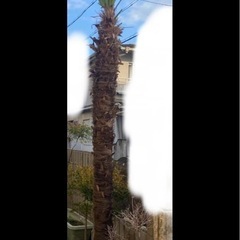 シュロの木　植木　ドライガーデン