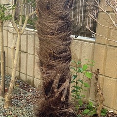 シュロの木　植木　ドライガーデン