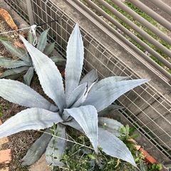 アガベ フランゾシニー 大株