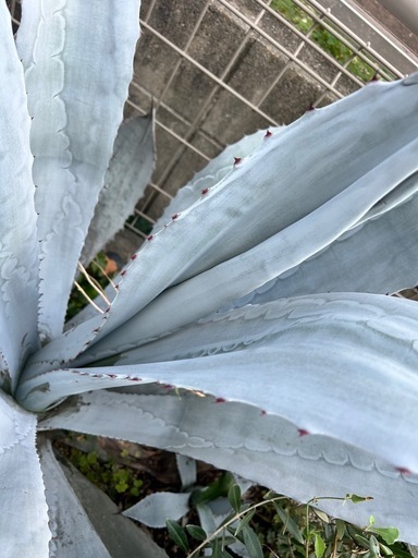 アガベ　フランゾシニー　ソートゥース アガベ フランゾシニー ソートゥース 65cmの大苗