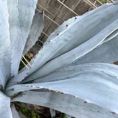 アガベ　フランゾシニー　大株75センチ❗特価❗ アガベ フランゾシニー 大株