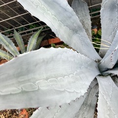 アガベ フランゾシニー 大株