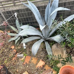 アガベ フランゾシニー 大株