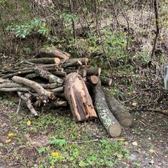 広葉樹 薪 丸太 大量