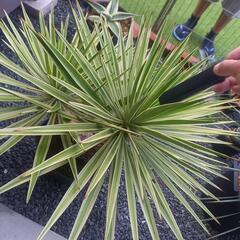 ユッカ・アロイフォリア 斑入り