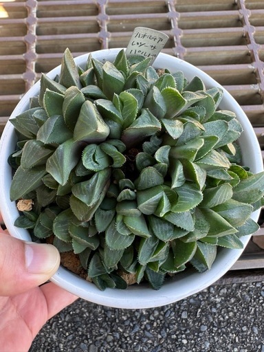多肉植物レツーサ