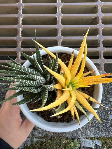 ハオルチア色変わり