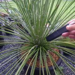 ブラジル・ポルトガル語 海外旅行会話 ミニ通訳12 テキスト+カセットセット