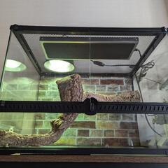 フトアゴヒゲトカゲ 家具の中古が安い！激安で譲ります・無料で  