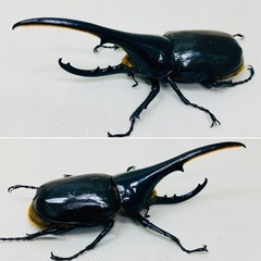 🉐ヘラクレスオオカブト 146.5㍉ オス単品