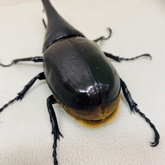 🉐ヘラクレスオオカブト 146.5㍉ オス単品
