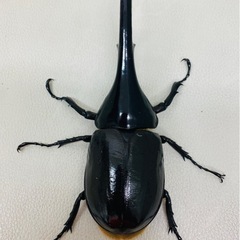 🉐ヘラクレスオオカブト 146.5㍉ オス単品