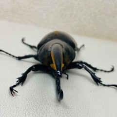 🉐ヘラクレスオオカブト 146.5㍉ オス単品