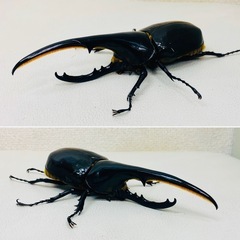 🉐ヘラクレスオオカブト オス単品