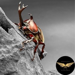 絶滅危惧II類 極太『瑞宝-jr』能勢産・極太『黎明ｰjr』阿古谷産 各ペア