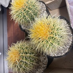 王冠竜モンスト サボテン 多肉植物 金鯱 キン シャチエキノカクタス