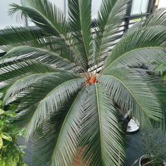 ソテツ 蘇鉄 鉢付き