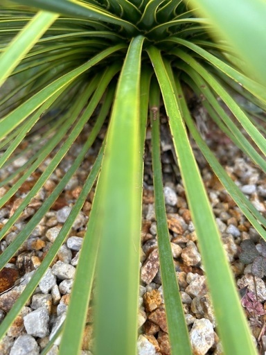 ユッカ サファイアスカイズ アガベ ユッカ サファイアスカイズ アガベ