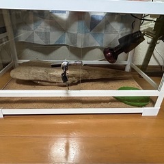 千葉県 千葉市の爬虫類の中古が安い！激安で譲ります・無料で  