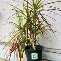 超特大サイズ コンシンネ 値下げしました