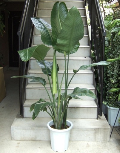 観葉植物