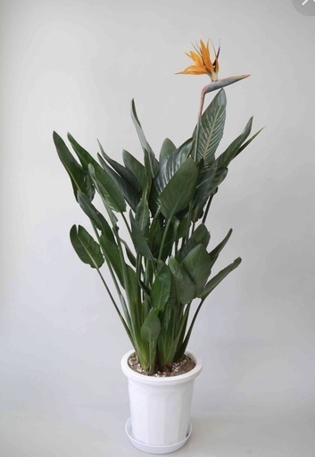 観葉植物