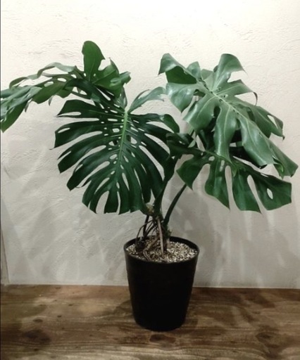 観葉植物