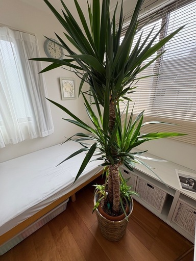 観葉植物　ユッカ　青年の木