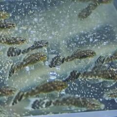 キンペコ 現役個体5匹セット