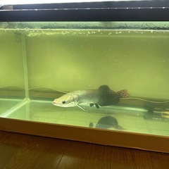 ☆値下げ☆ピラルク45cmオーバー