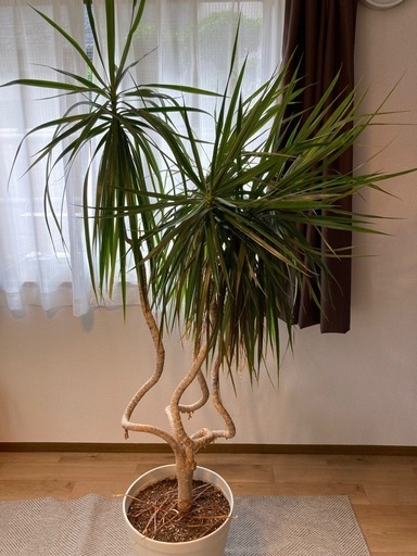 観葉植物 ドラセナ コンシンネ  1.6m  曲り龍