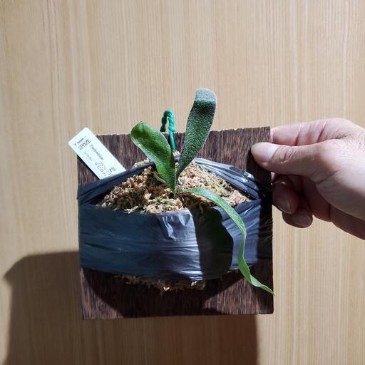 ビカクシダ　ベイチー