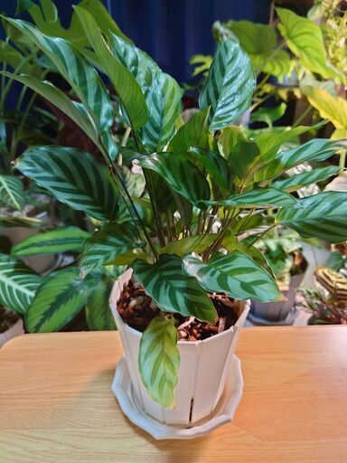 観葉植物 カラテア フレディ