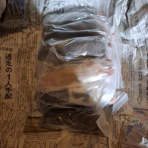 アダルトラットM×10