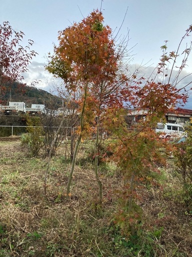 紅葉もみじ